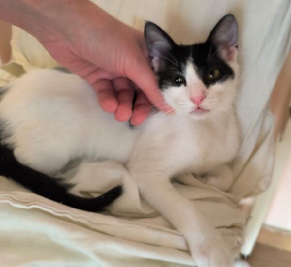 Charlie - ideale kat in rustig huis - Afbeelding 7