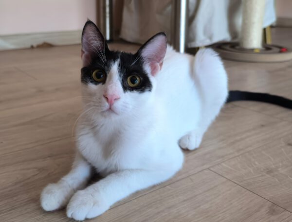 Charlie - ideale kat in rustig huis - Afbeelding 5