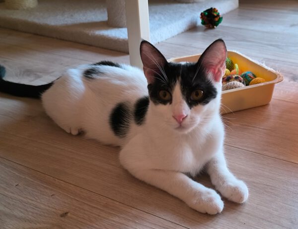Charlie - ideale kat in rustig huis - Afbeelding 4