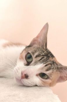 Lapjeskat Elsa is een binnenkat