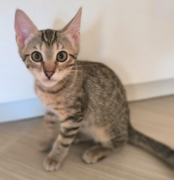 Louis is een Cyperse binnenkat