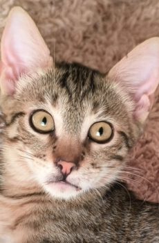 Cyperse kat Louis is een binnenkat en adoptiekat