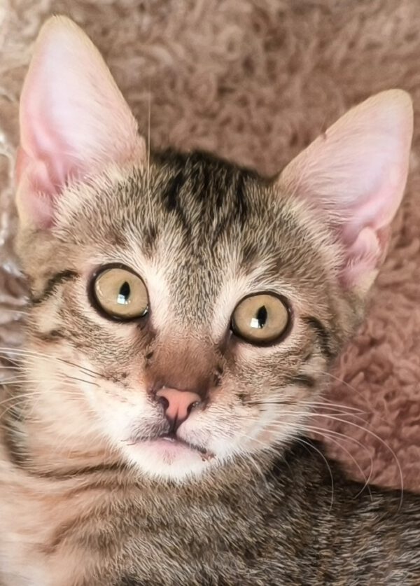 Cyperse kat Louis is een binnenkat en adoptiekat