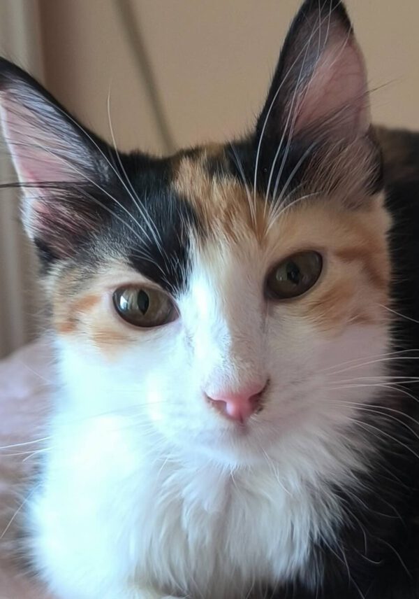 Lapjeskat Maya is halflangharig en een binnenkat