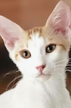 Knuffelkat Ozzy is een binnenkat