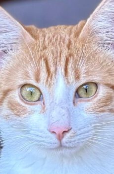 Rood-witte kater Ozzy is een knuffelkat en binnenkat