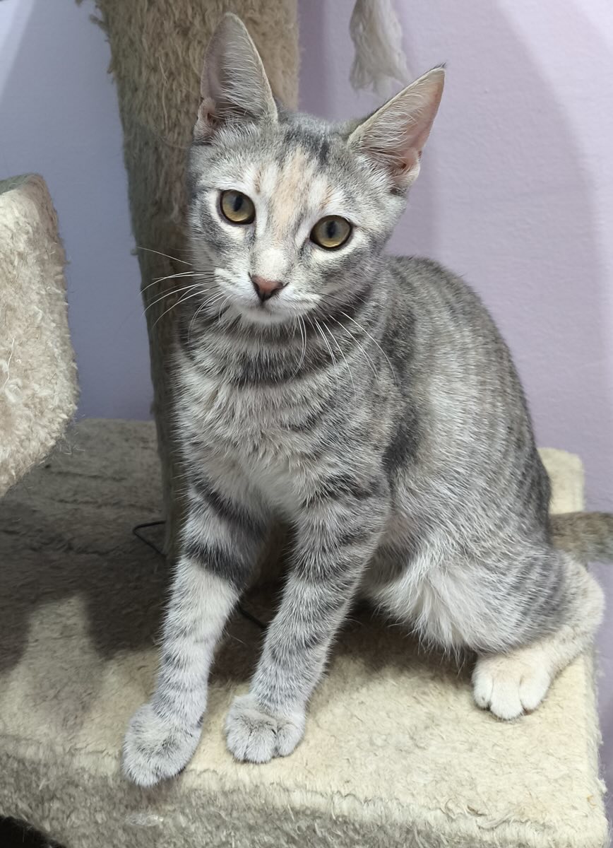 Anneke - Afbeelding 12