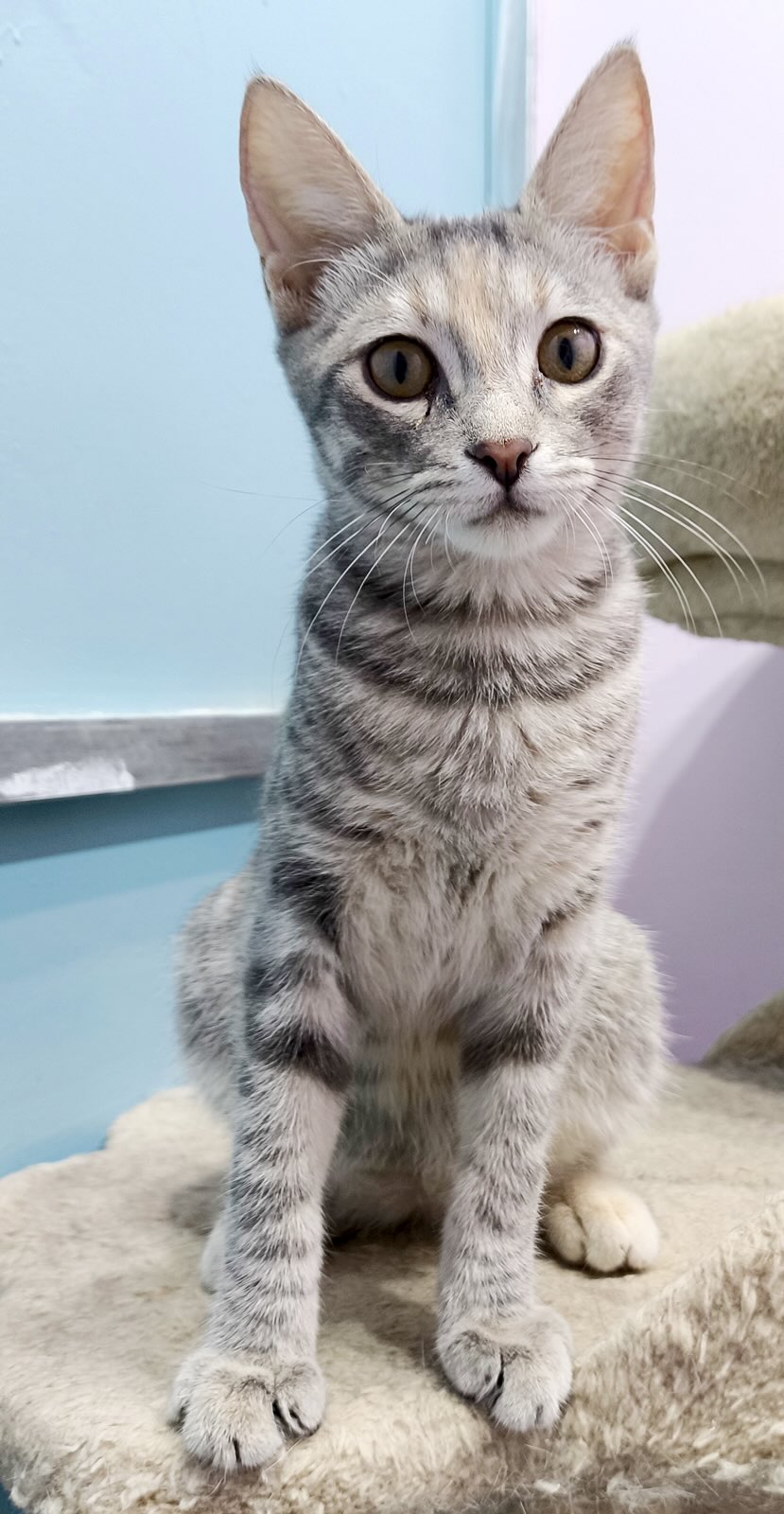 Anneke - Afbeelding 11