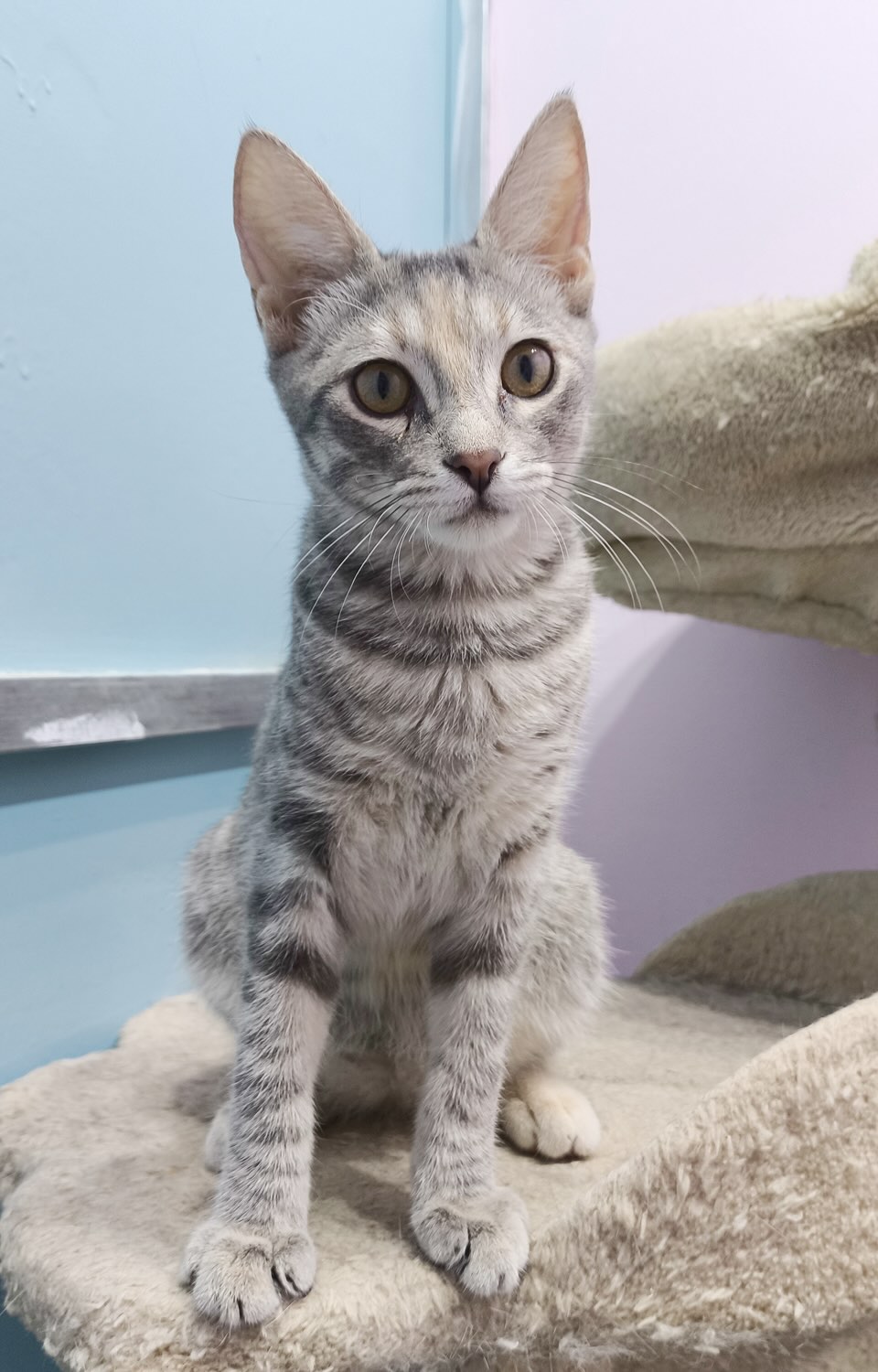 Anneke - Afbeelding 9