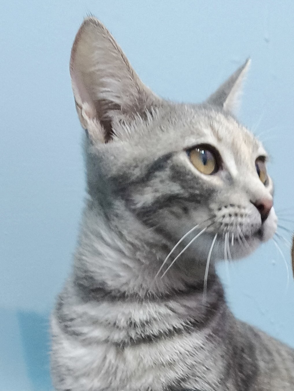 Anneke - Afbeelding 8