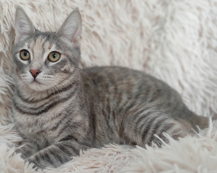 Anneke - Afbeelding 2