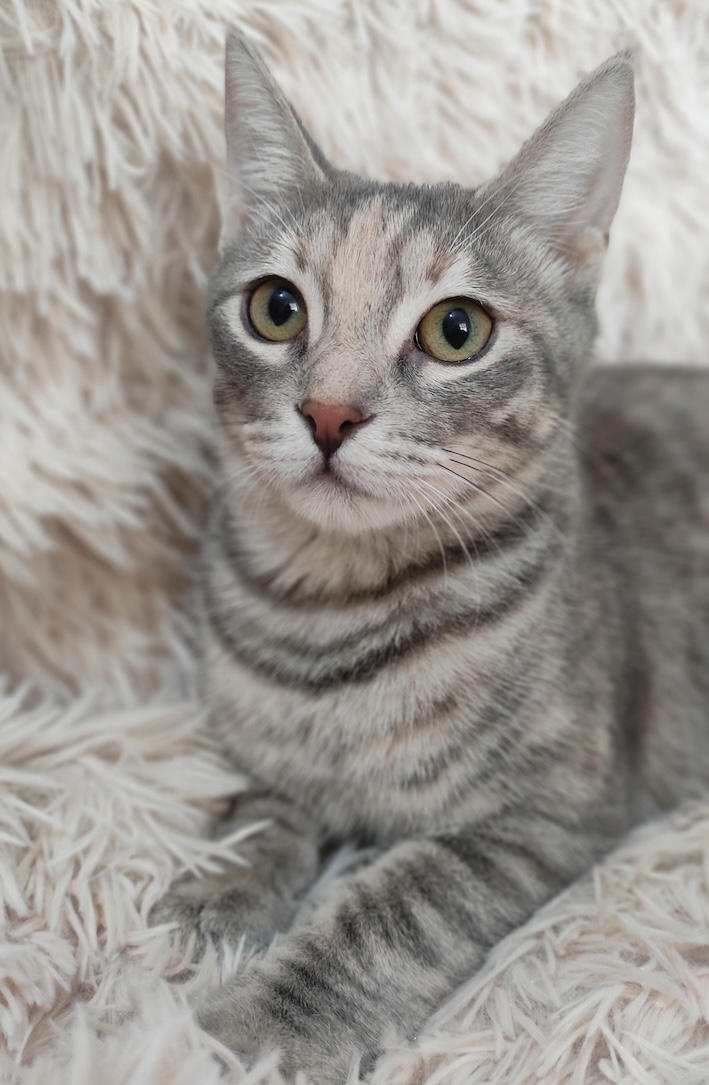 Anneke - Afbeelding 3