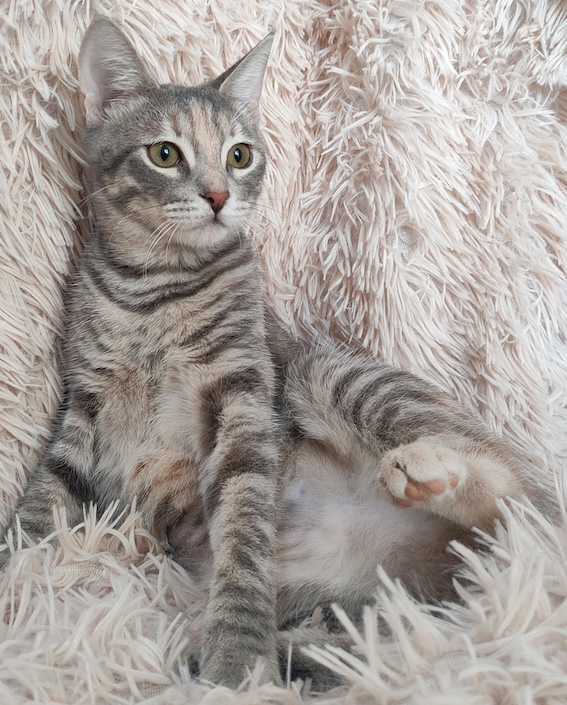 Anneke - Afbeelding 4