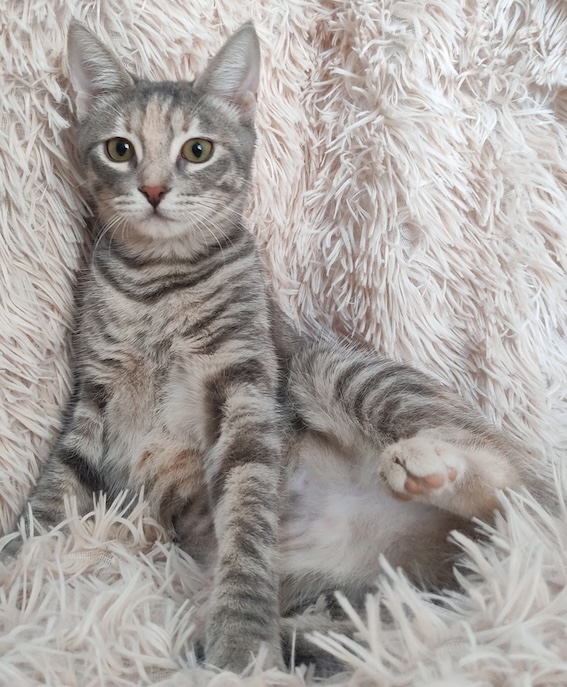 Anneke - Afbeelding 5