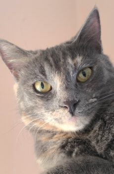 Grijze poes Beth is een binnenkat