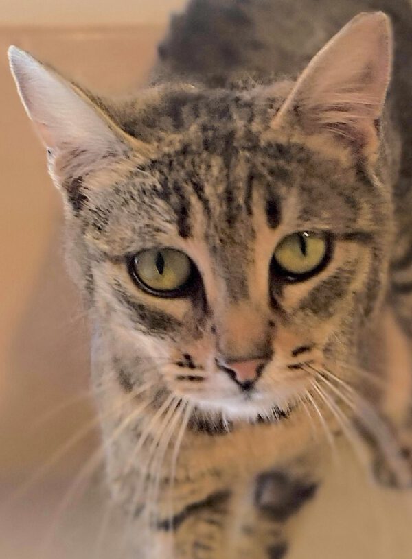 Bijoux is een tijgerkat met cyperse strepen
