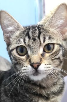 Kitten Button is een binnenkat