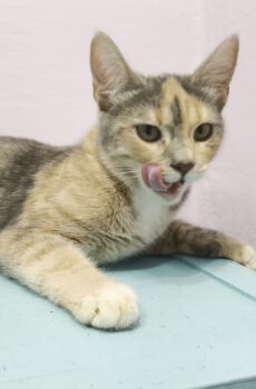 Cindy - nog niet beschikbaar