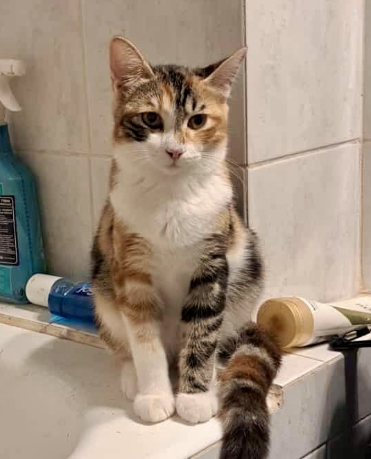 Daisy - Afbeelding 2