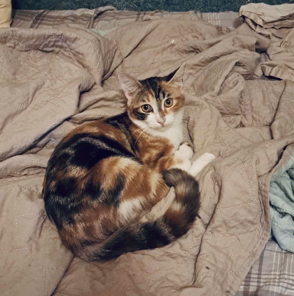 Daisy - Afbeelding 3