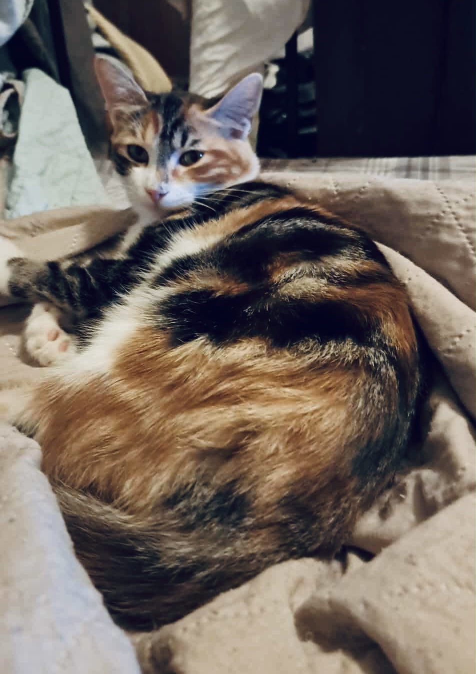 Daisy - Afbeelding 4