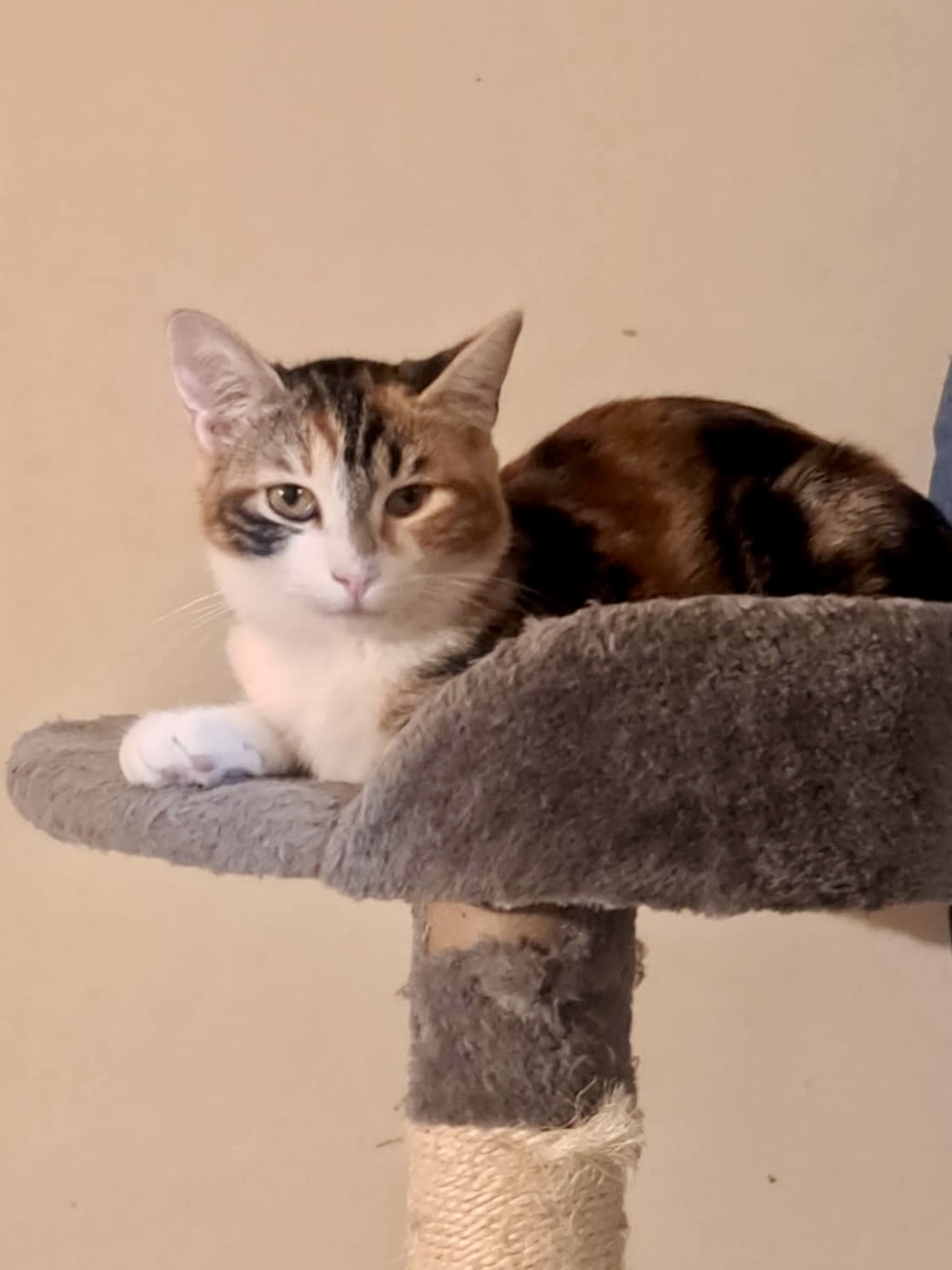 Daisy - Afbeelding 5