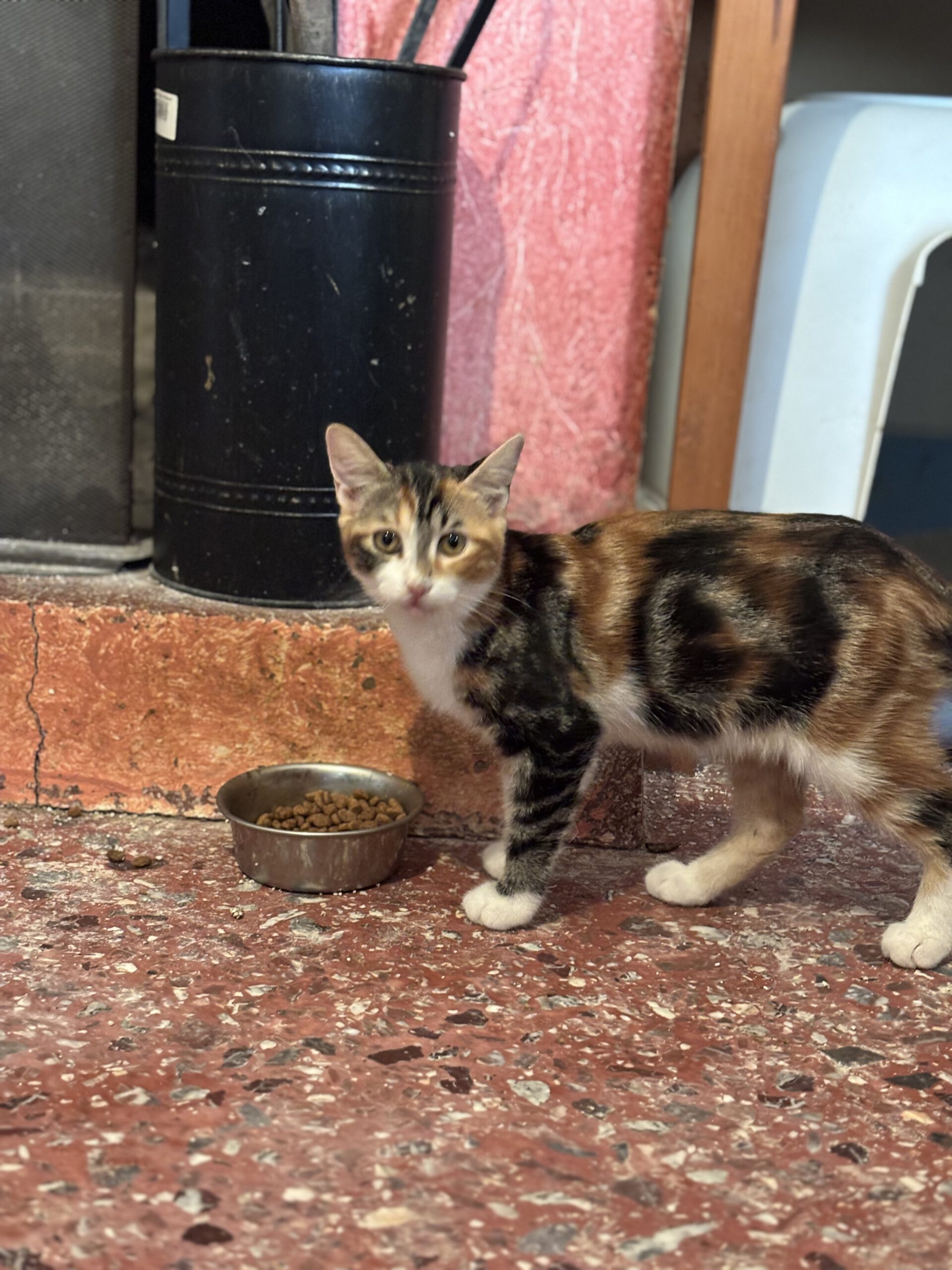 Daisy - Afbeelding 6