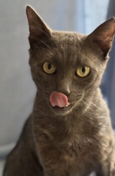 Grijze kater Grey is een binnenkat