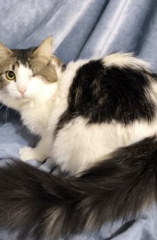(Half)langharige binnenkat Loukia