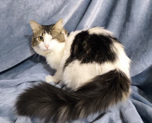 (Half)langharige binnenkat Loukia