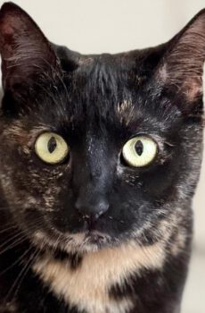 Schildpadkat Maisa is een binnenkat