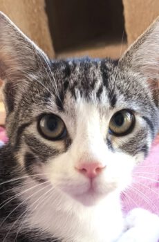 Knuffelkat Maple is een binnenkat