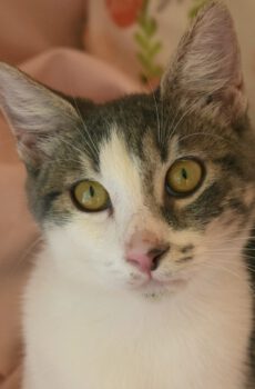 Binnenkat Mona is een echte knuffelkat