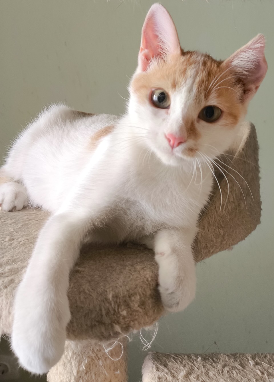 Pineza - Afbeelding 2