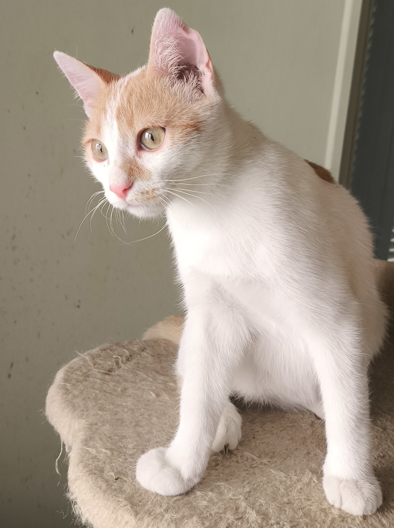 Pineza - Afbeelding 11