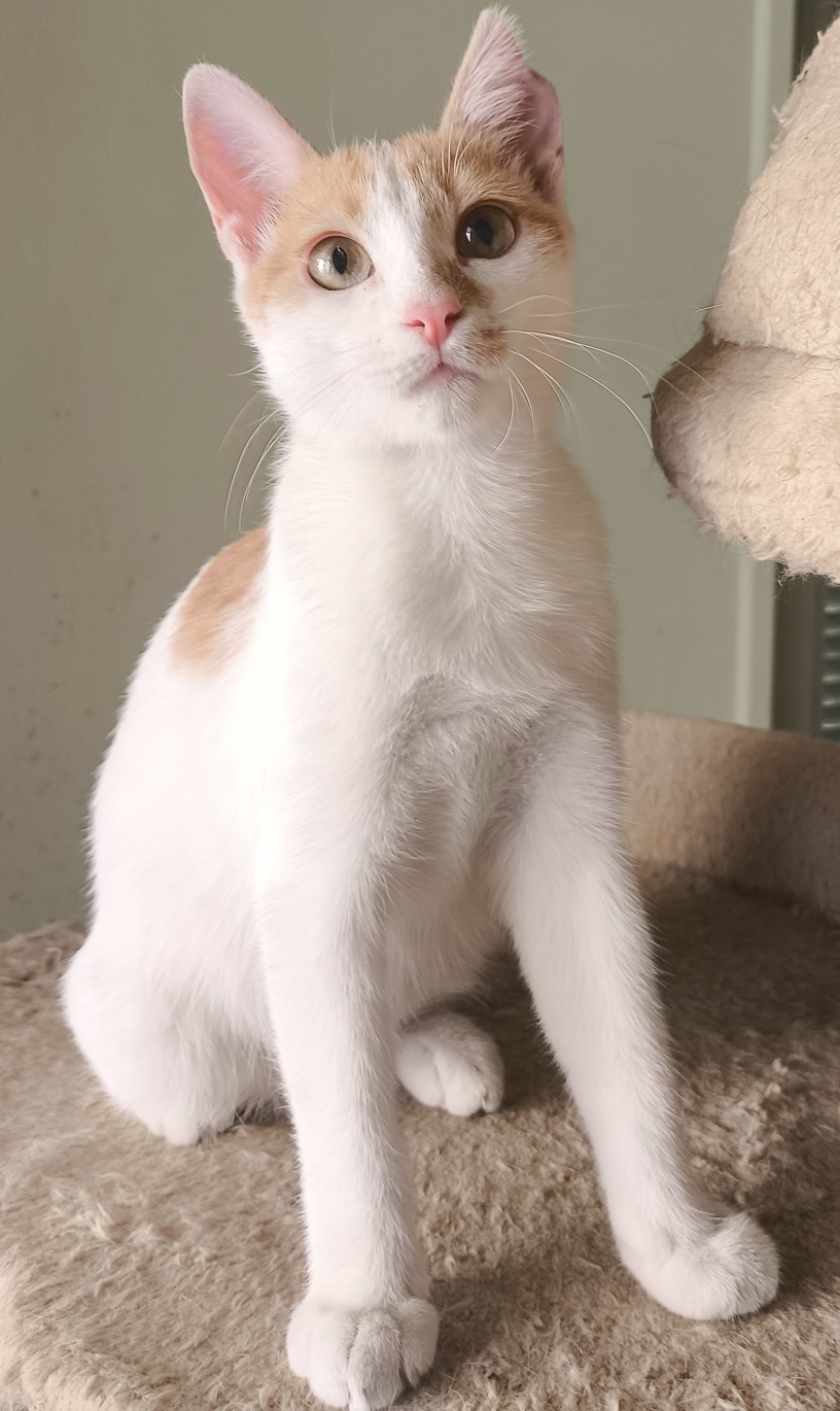 Pineza - Afbeelding 3