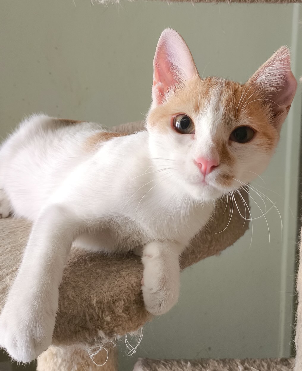 Pineza - Afbeelding 6