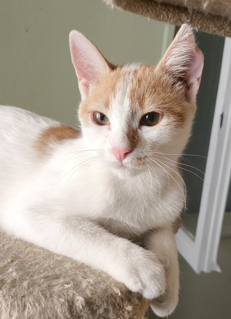 Pineza - Afbeelding 7