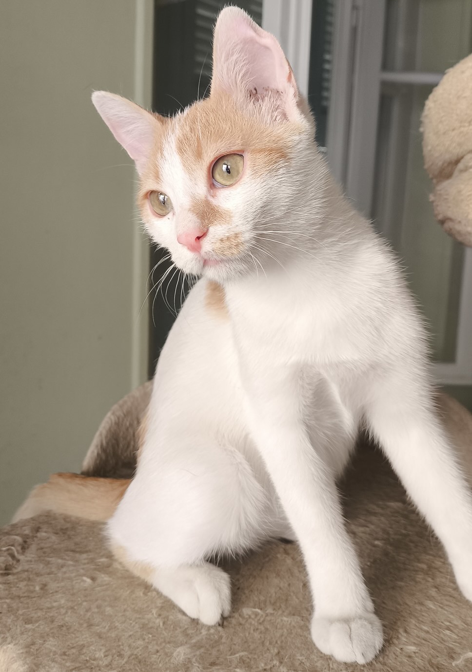 Pineza - Afbeelding 8