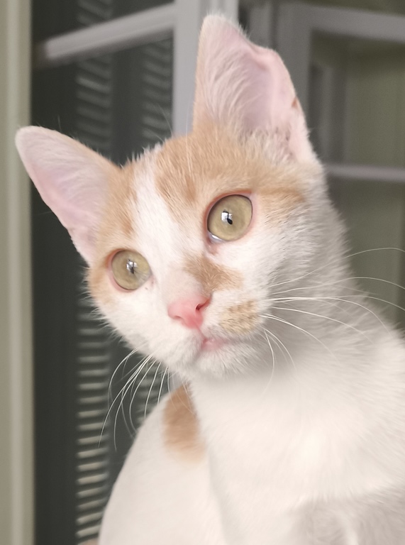 Pineza - Afbeelding 9