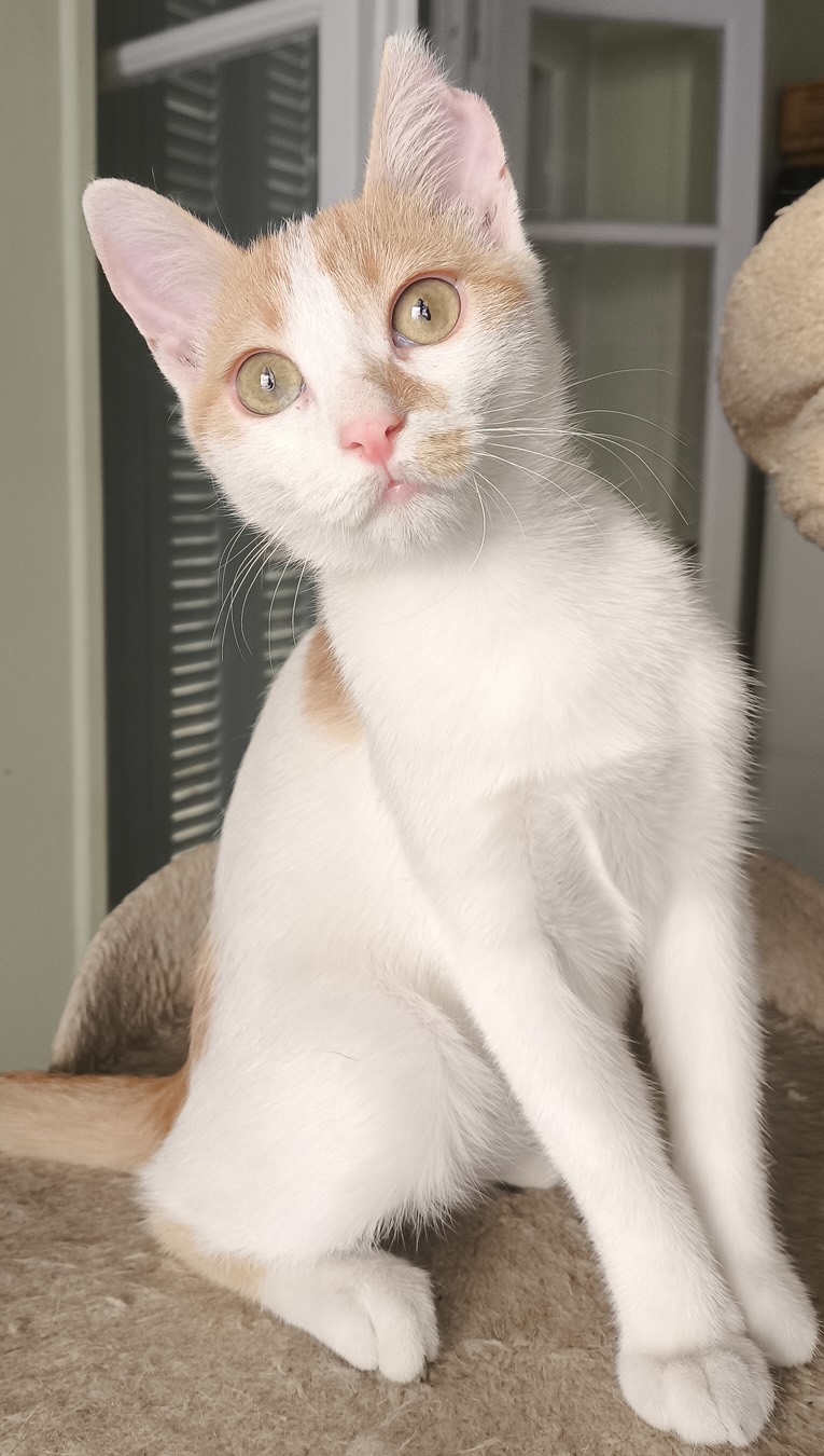 Pineza - Afbeelding 10