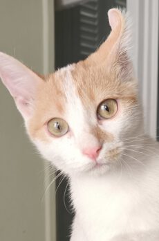 Binnenkat Pineza is een echte knuffelkat