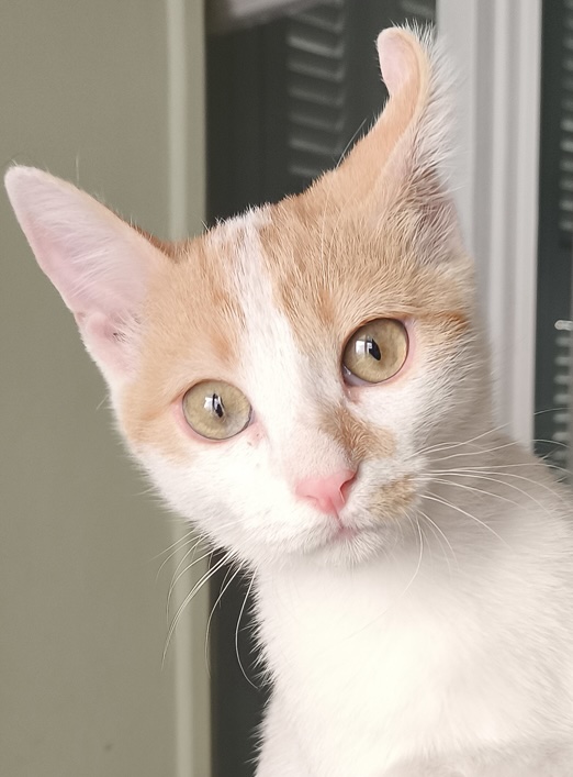 Binnenkat Pineza is een echte knuffelkat