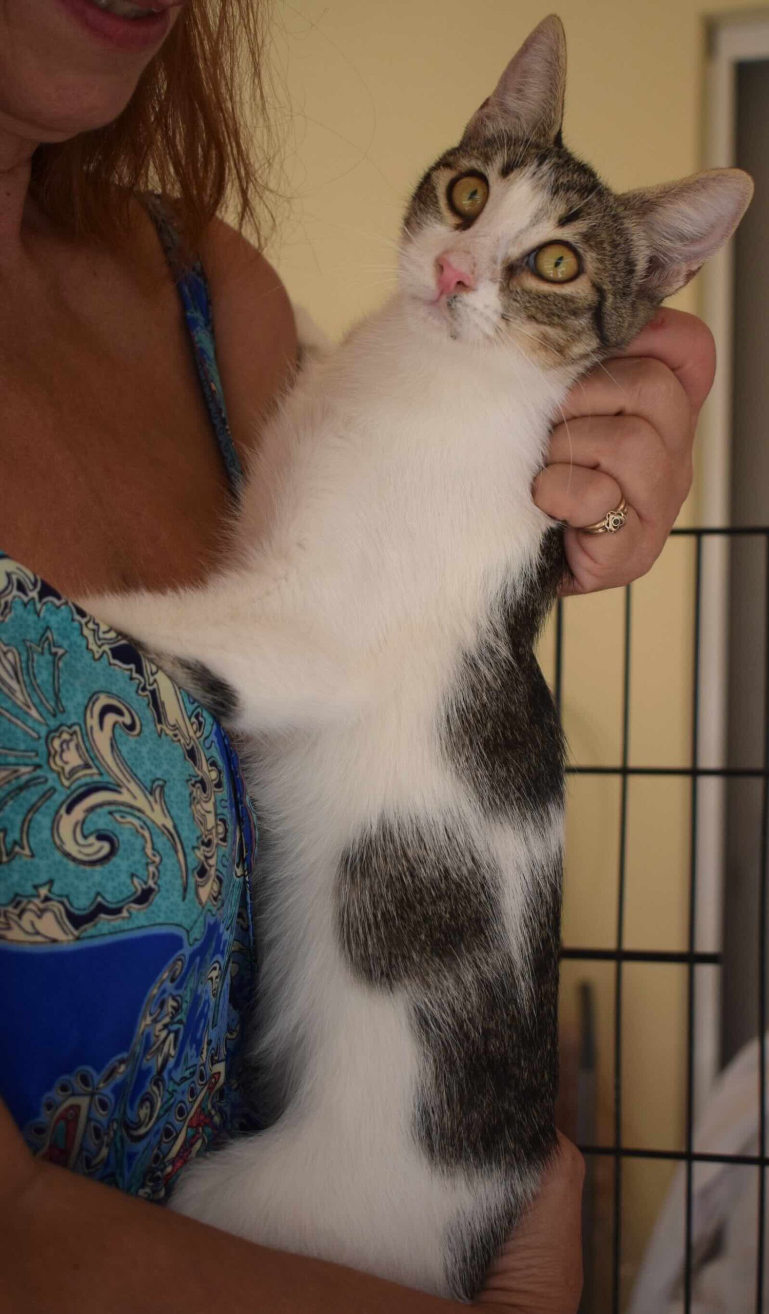 Knuffelkat Ruby is een binnenkat