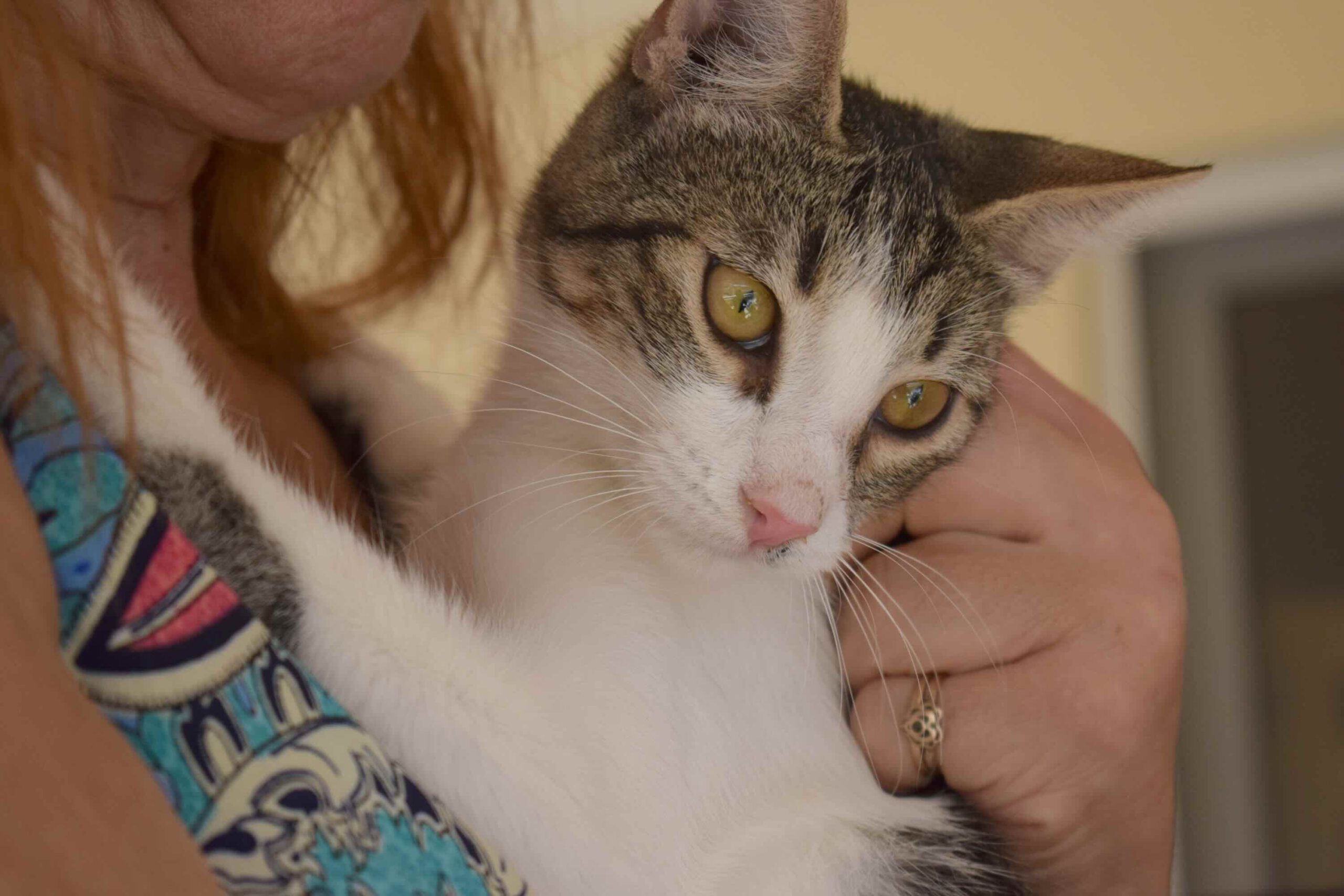 Ruby - gereserveerd - Afbeelding 3