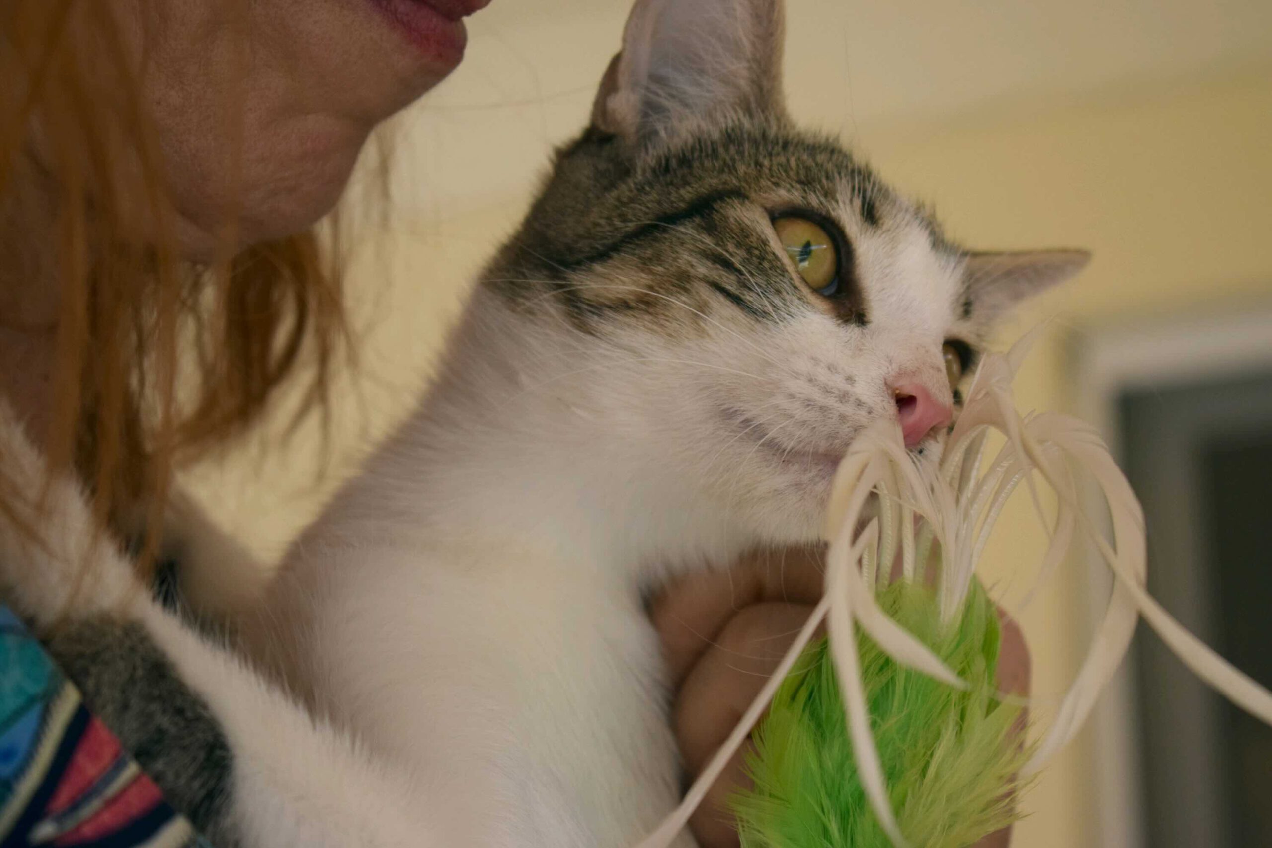 Ruby - gereserveerd - Afbeelding 4