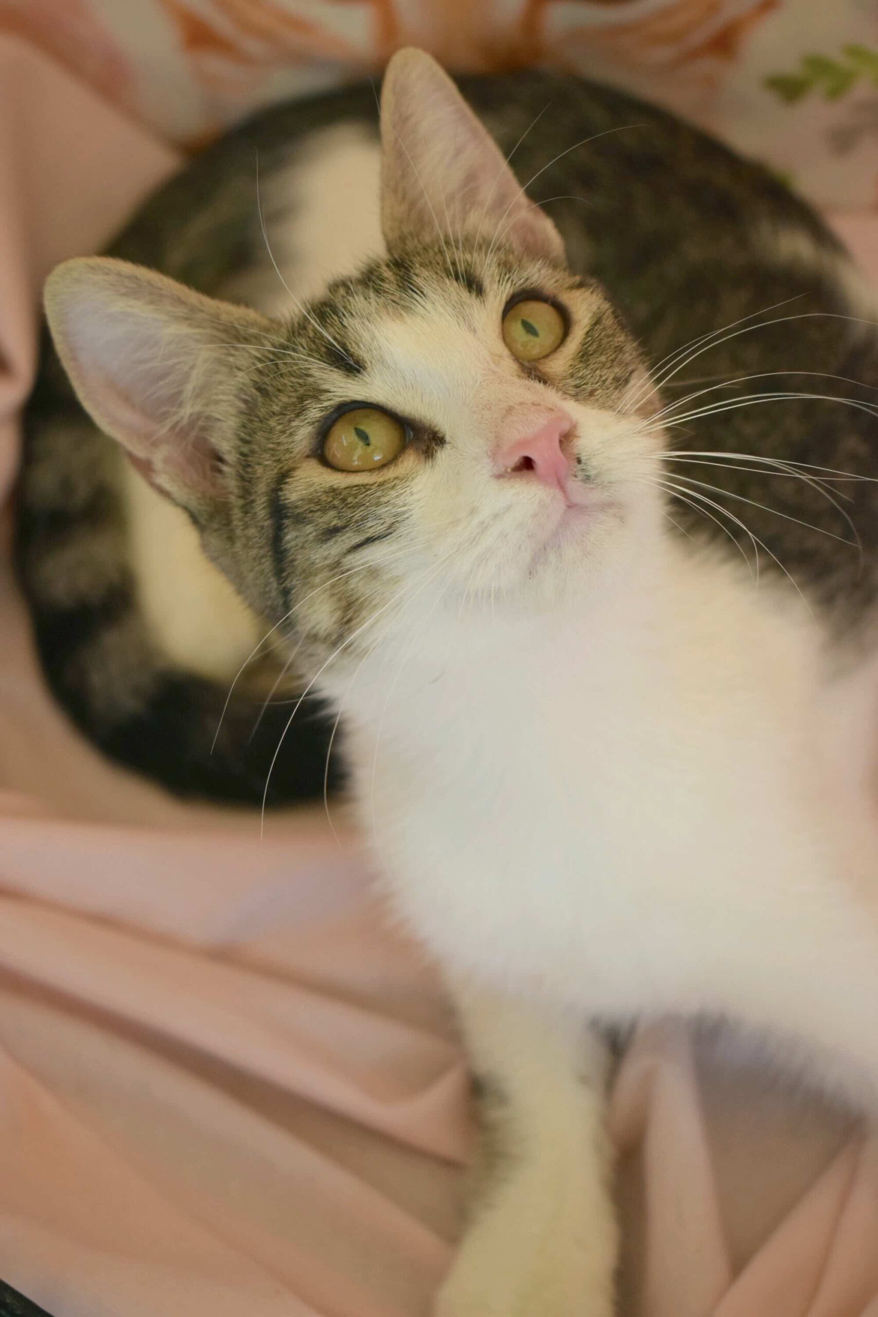 Ruby - gereserveerd - Afbeelding 5