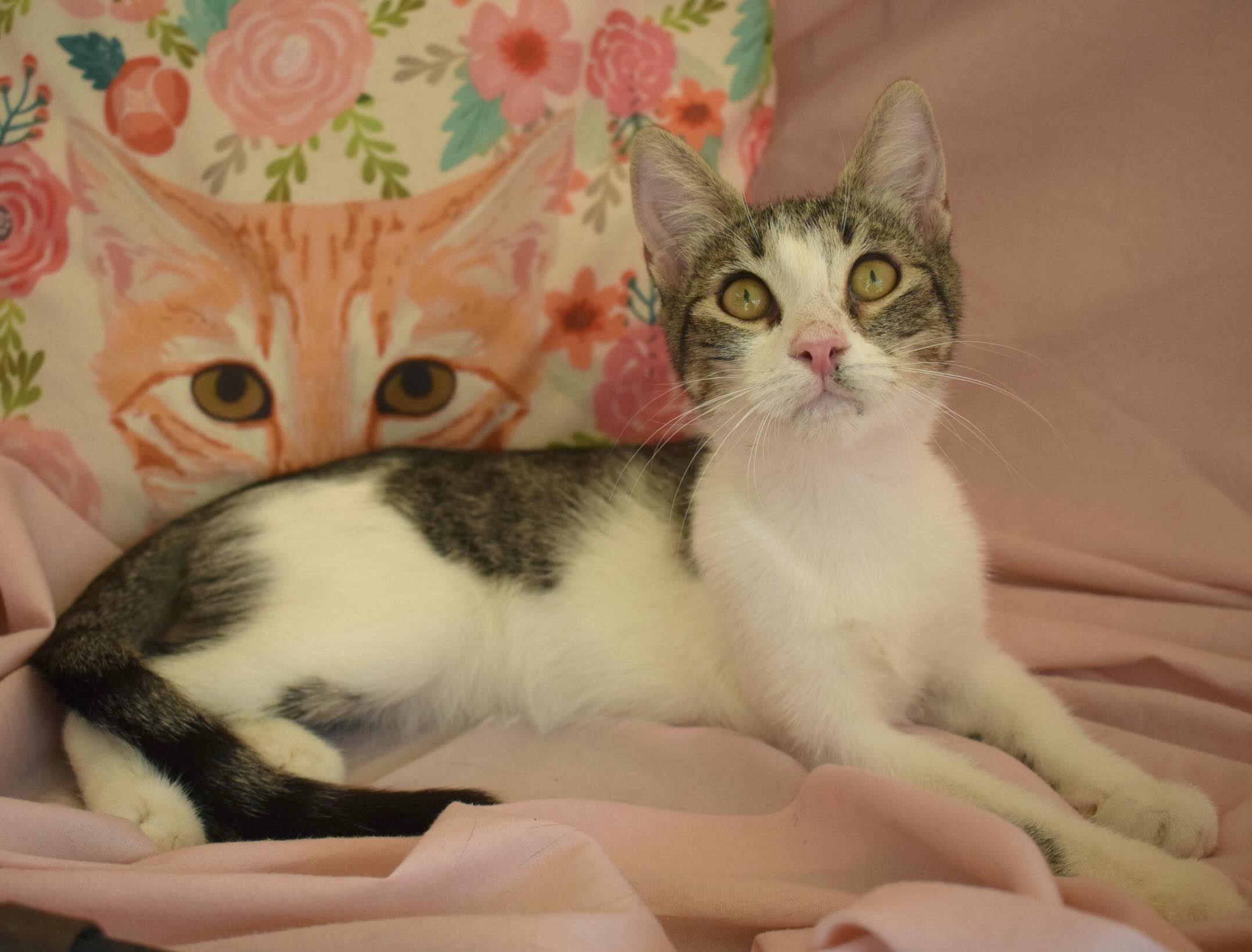 Ruby - gereserveerd - Afbeelding 6