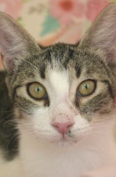 Knuffelkat Ruby is een binnenkat