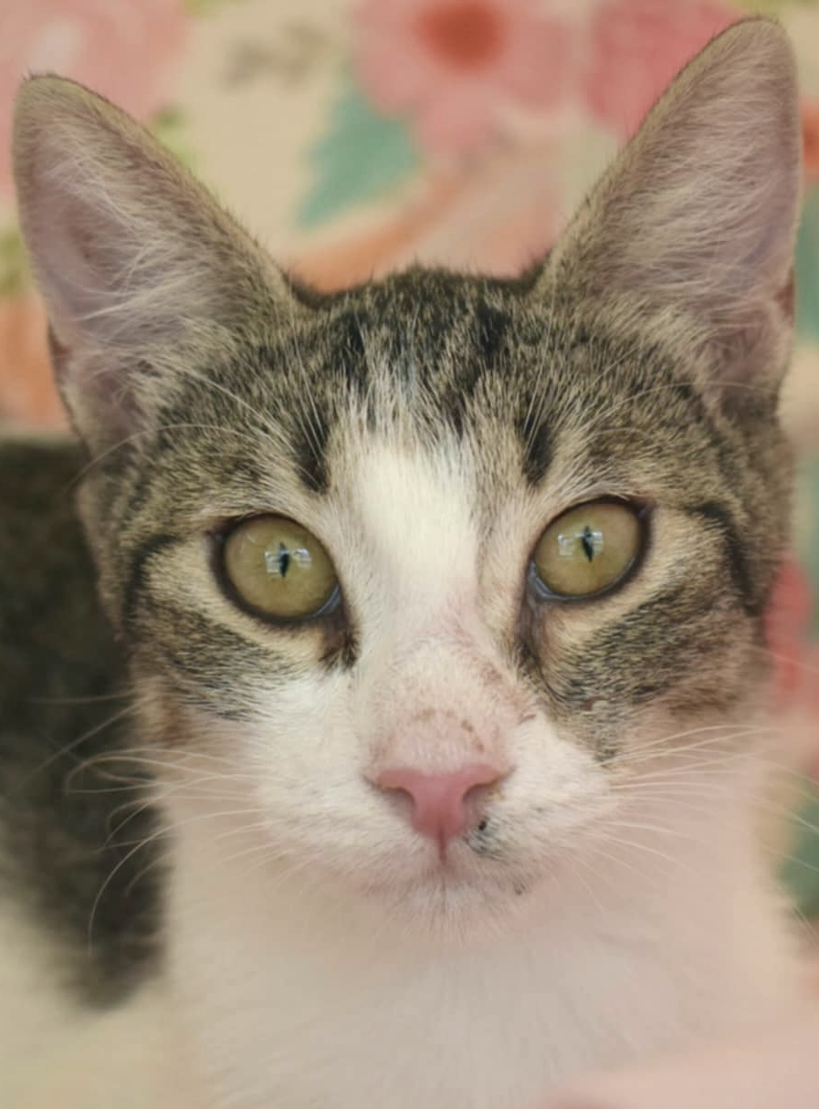 Knuffelkat Ruby is een binnenkat